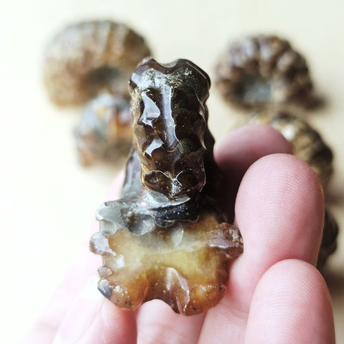 Ammonite Nautilus Fossil | Small