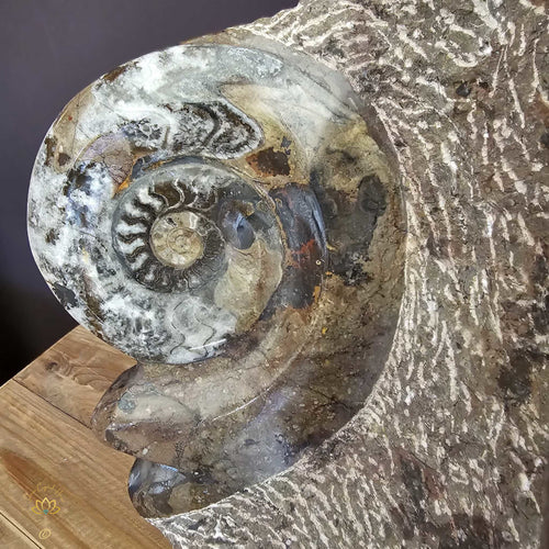 Ammonite On Limestone Sculpture | Times Spiral 19.9kgs