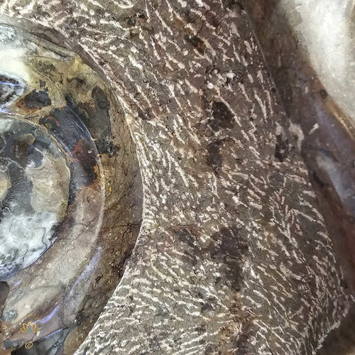 Ammonite On Limestone Sculpture | Times Spiral 19.9kgs