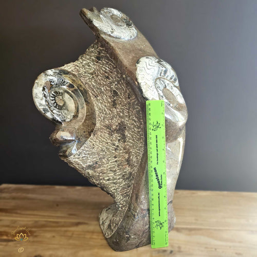 Ammonite On Limestone Sculpture | Times Spiral 19.9kgs