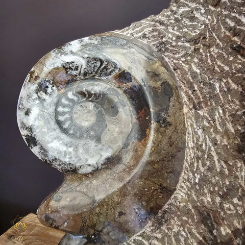 Ammonite On Limestone Sculpture | Times Spiral 19.9kgs