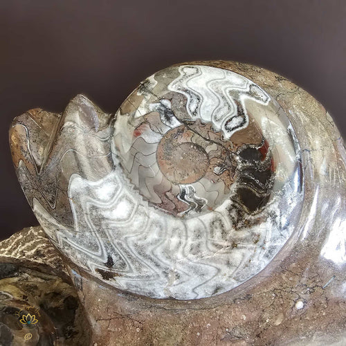 Ammonite On Limestone Sculpture | Times Spiral 19.9kgs