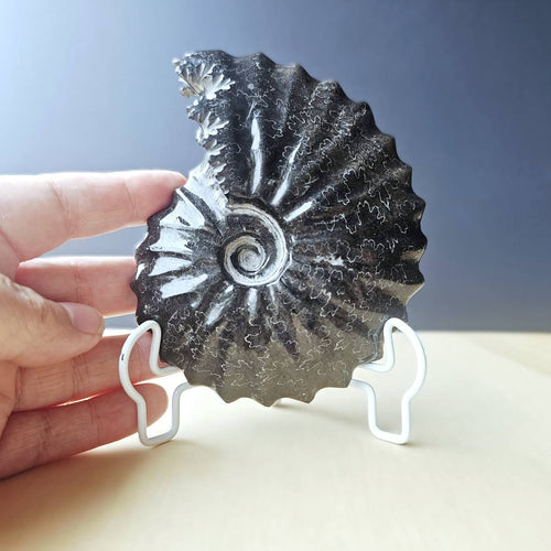 Black Ammonite Fossil | Ancient Spiral