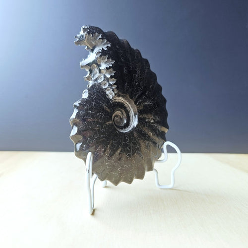 Black Ammonite Fossil | Ancient Spiral