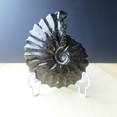 Black Ammonite Fossil | Ancient Spiral