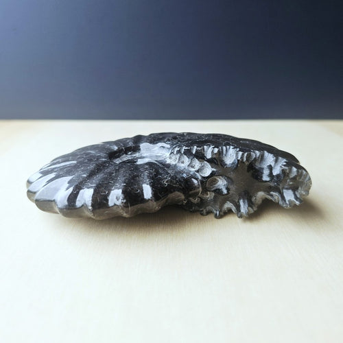 Black Ammonite Fossil | Ancient Spiral