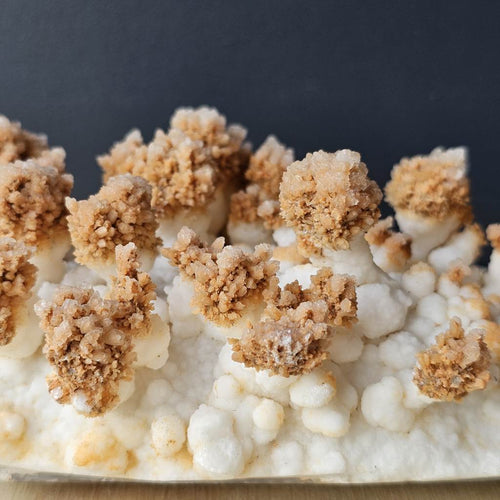 Calcite Stalactite Specimen | Forest Of Calcite Trees