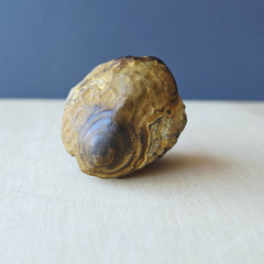 Gobi Desert Agate Large | Ancient Eyes