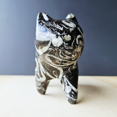 Guangxi Fossil Cat | Ancient Sea Companion