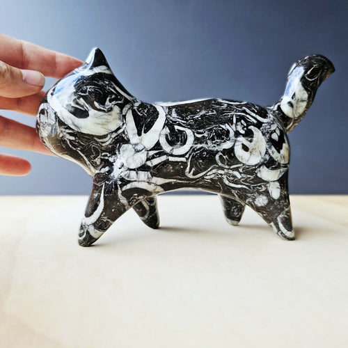 Guangxi Fossil Cat | Ancient Sea Companion