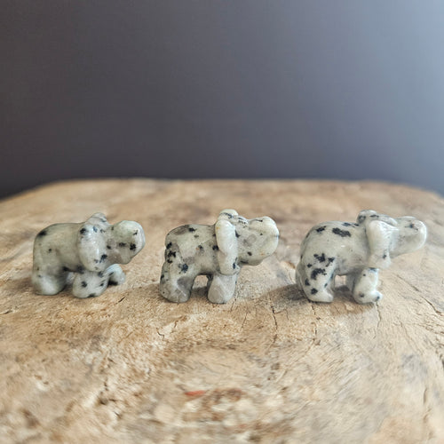 Kiwi Jasper | Mini Elephants
