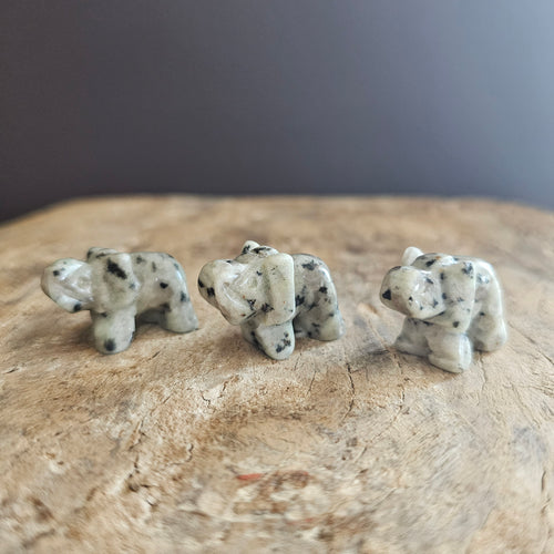 Kiwi Jasper | Mini Elephants