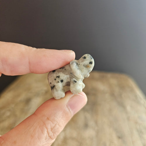 Kiwi Jasper | Mini Elephants