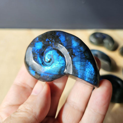 Labradorite Ammonite | Cosmic Nautilus