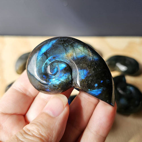 Labradorite Ammonite | Cosmic Nautilus