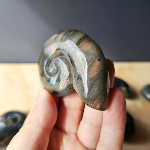 Labradorite Ammonite | Cosmic Nautilus
