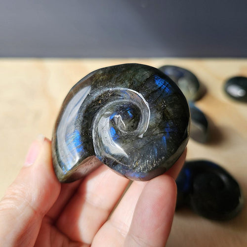 Labradorite Ammonite | Cosmic Nautilus