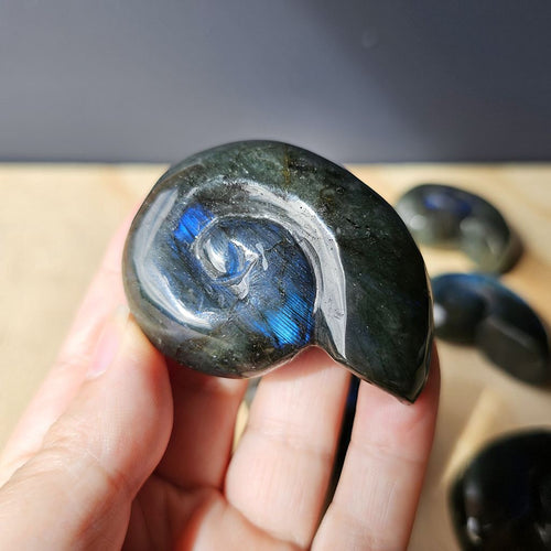 Labradorite Ammonite | Cosmic Nautilus