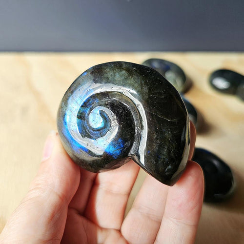 Labradorite Ammonite | Cosmic Nautilus