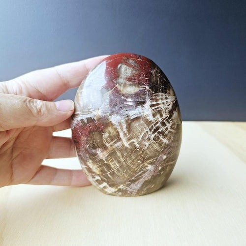 Petrified Wood Dome| Ancient Core