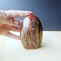 Petrified Wood Dome| The Earth Archive