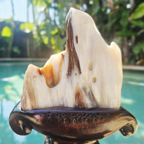 Petrified Wood Specimen | Custom Stand 1.3kg
