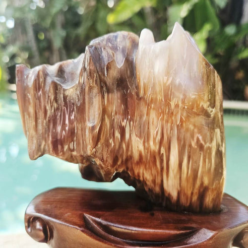 Petrified Wood Specimen | Custom Stand 1.6kg
