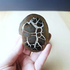 Septarian | Nodule 218gms