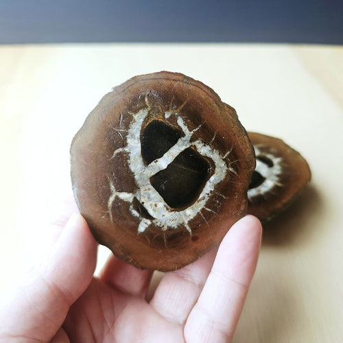 Septarian | Nodule 260gms