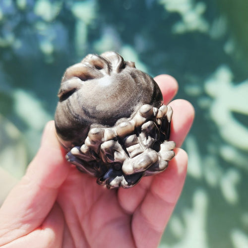Silver Sheen & Gold Sheen Obsidian Dragon Turtles | Sheen Collective