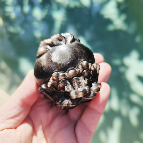 Silver Sheen & Gold Sheen Obsidian Dragon Turtles | Sheen Collective