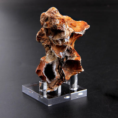 Specimen Display Stands