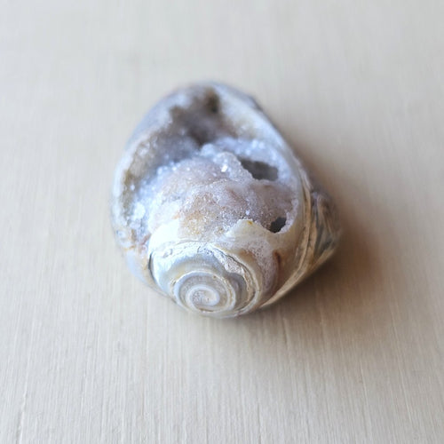 Spiralite Shell With Druzy Quartz | Ancient Spiral Of Light