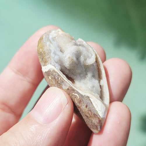 Spiralite Shell With Druzy Quartz | Crystalline Cocoon