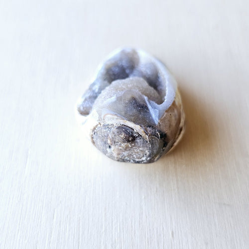 Spiralite Shell With Druzy Quartz | Crystalline Cocoon