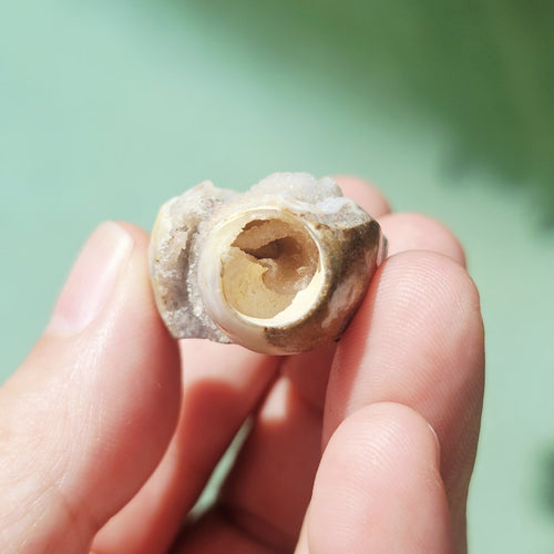 Spiralite Shell With Druzy Quartz | Crystalline Cocoon