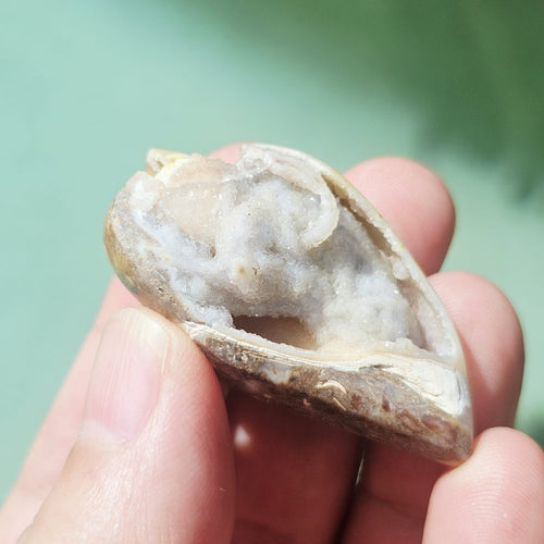 Spiralite Shell With Druzy Quartz | Crystalline Cocoon