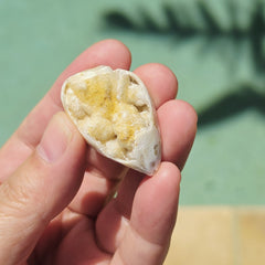 Spiralite Shell With Druzy Quartz | Druzy Dreaming