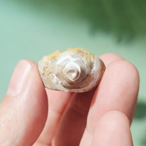Spiralite Shell With Druzy Quartz | Druzy Dreaming