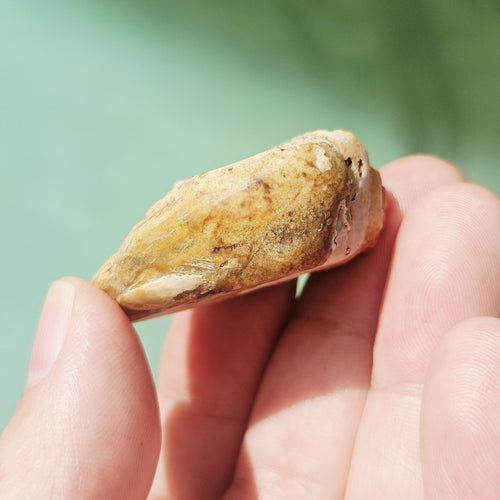 Spiralite Shell With Druzy Quartz | Echos Of The Deep