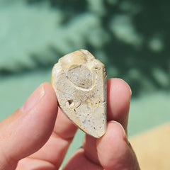 Spiralite Shell With Druzy Quartz | Internal Drift