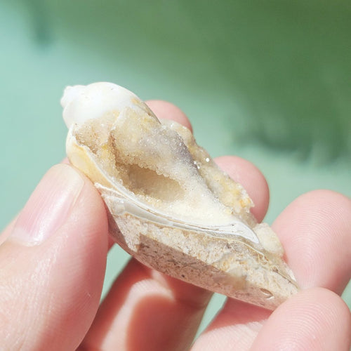 Spiralite Shell With Druzy Quartz | Luminous Sea Chamber