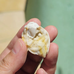 Spiralite Shell With Druzy Quartz | Tethyan Relic