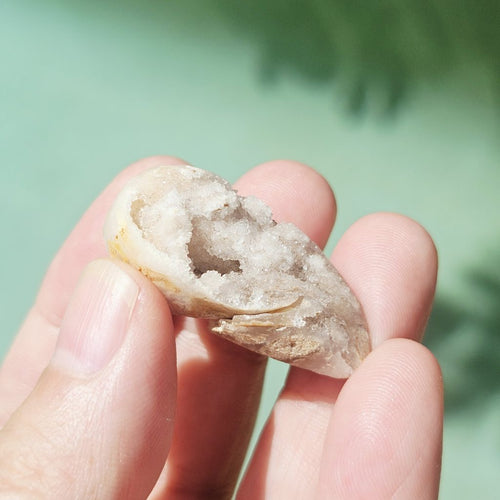 Spiralite Shell With Druzy Quartz | Tethyan Relic