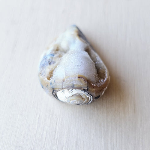 Spiralite Shell With Druzy Quartz | Tethyan Relic