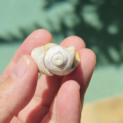 Spiralite Shell With Druzy Quartz | Tethyan Relic