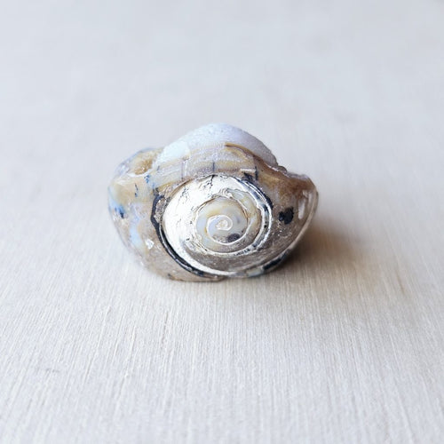 Spiralite Shell With Druzy Quartz | Tethyan Relic