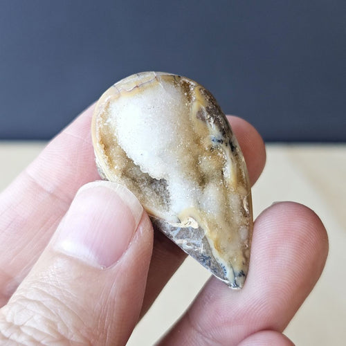 Spiralite Shell With Druzy Quartz | Tethyan Relic