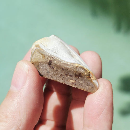 Spiralite Shell With Druzy Quartz | Waves Of The Ancients