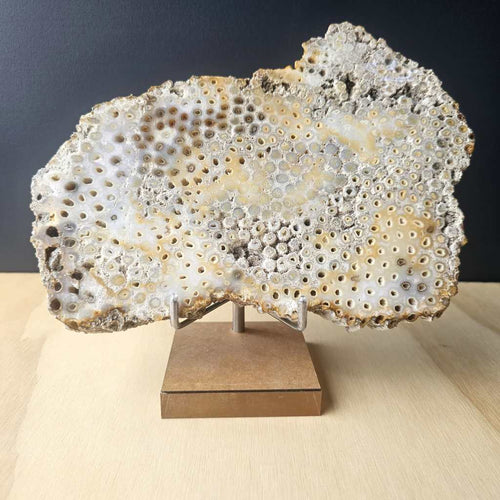 Agatised Coral Specimen | Coral Ledger